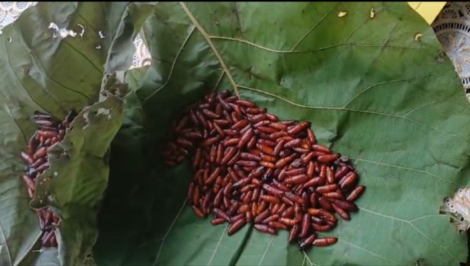 Ungker, salah satu kuliner ekstrem yang cukup dikenal di Blora. Foto dok.pribadi/Dian.