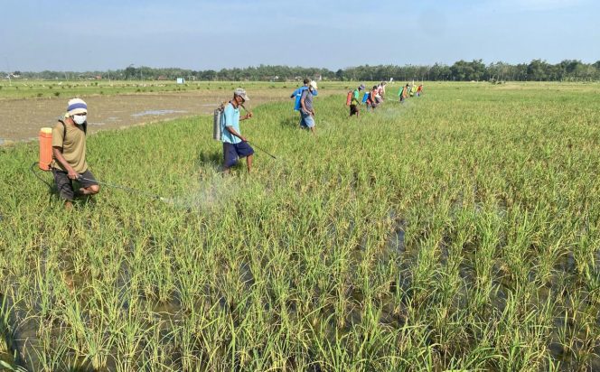 
					Petani di Blora. Foto Humas.