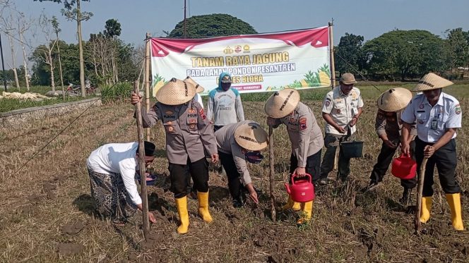 
					Sinergi Polres Blora dan Ponpes Darul Faqih, Tanam Jagung di Lahan 5.000 m²